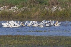 American White Pelican, Pelecanus erythrorhynchos