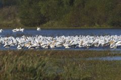 American White Pelican, Pelecanus erythrorhynchos