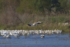 American White Pelican, Pelecanus erythrorhynchos