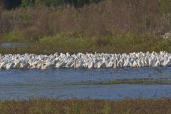 American White Pelican, Pelecanus erythrorhynchos