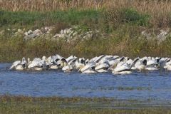 American White Pelican, Pelecanus erythrorhynchos