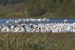 American White Pelican, Pelecanus erythrorhynchos