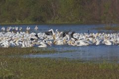 American White Pelican, Pelecanus erythrorhynchos