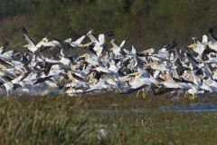 American White Pelican, Pelecanus erythrorhynchos