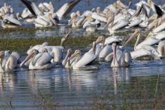 American White Pelican, Pelecanus erythrorhynchos