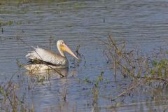 American White Pelican, Pelecanus erythrorhynchos