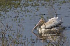 American White Pelican, Pelecanus erythrorhynchos