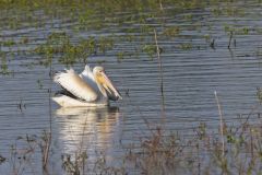 American White Pelican, Pelecanus erythrorhynchos