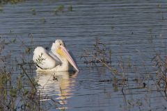 American White Pelican, Pelecanus erythrorhynchos