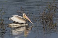 American White Pelican, Pelecanus erythrorhynchos