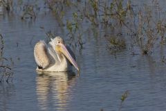 American White Pelican, Pelecanus erythrorhynchos