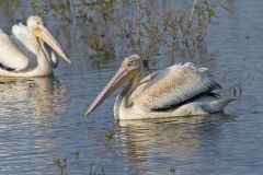 American White Pelican, Pelecanus erythrorhynchos