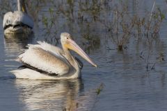 American White Pelican, Pelecanus erythrorhynchos