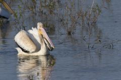 American White Pelican, Pelecanus erythrorhynchos