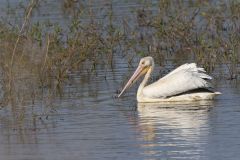 American White Pelican, Pelecanus erythrorhynchos