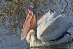 American White Pelican, Pelecanus erythrorhynchos