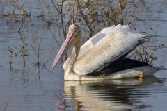 American White Pelican, Pelecanus erythrorhynchos