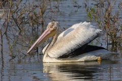 American White Pelican, Pelecanus erythrorhynchos