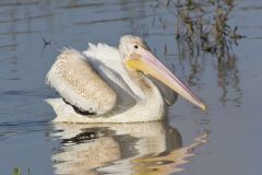 American White Pelican, Pelecanus erythrorhynchos