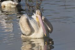 American White Pelican, Pelecanus erythrorhynchos