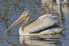 American White Pelican, Pelecanus erythrorhynchos