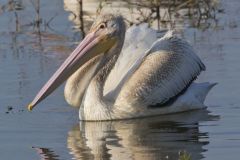 American White Pelican, Pelecanus erythrorhynchos