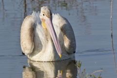 American White Pelican, Pelecanus erythrorhynchos