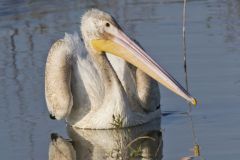 American White Pelican, Pelecanus erythrorhynchos