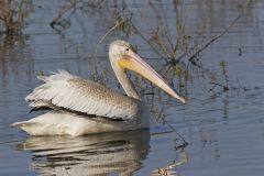 American White Pelican, Pelecanus erythrorhynchos