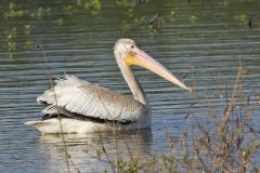 American White Pelican, Pelecanus erythrorhynchos