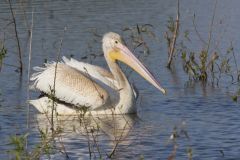 American White Pelican, Pelecanus erythrorhynchos