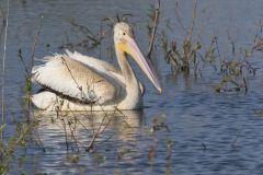 American White Pelican, Pelecanus erythrorhynchos