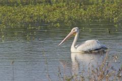 American White Pelican, Pelecanus erythrorhynchos