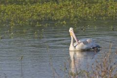 American White Pelican, Pelecanus erythrorhynchos