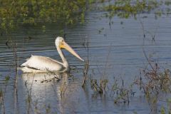 American White Pelican, Pelecanus erythrorhynchos