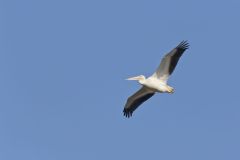 American White Pelican, Pelecanus erythrorhynchos