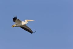 American White Pelican, Pelecanus erythrorhynchos