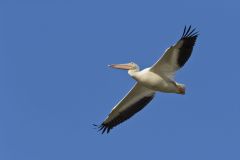 American White Pelican, Pelecanus erythrorhynchos