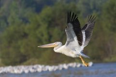 American White Pelican, Pelecanus erythrorhynchos