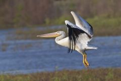 American White Pelican, Pelecanus erythrorhynchos