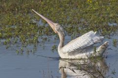 American White Pelican, Pelecanus erythrorhynchos