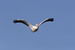 American White Pelican, Pelecanus erythrorhynchos