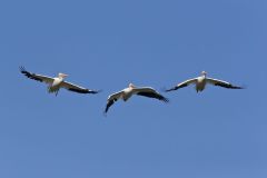 American White Pelican, Pelecanus erythrorhynchos