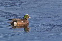 American Wigeon, Mareca americana