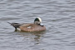 American Wigeon, Mareca americana