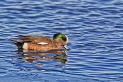 American Wigeon, Mareca americana