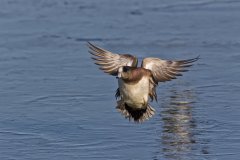 American Wigeon, Mareca americana