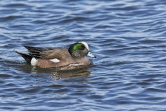 American Wigeon, Mareca americana