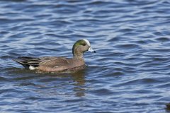 American Wigeon, Mareca americana