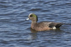 American Wigeon, Mareca americana